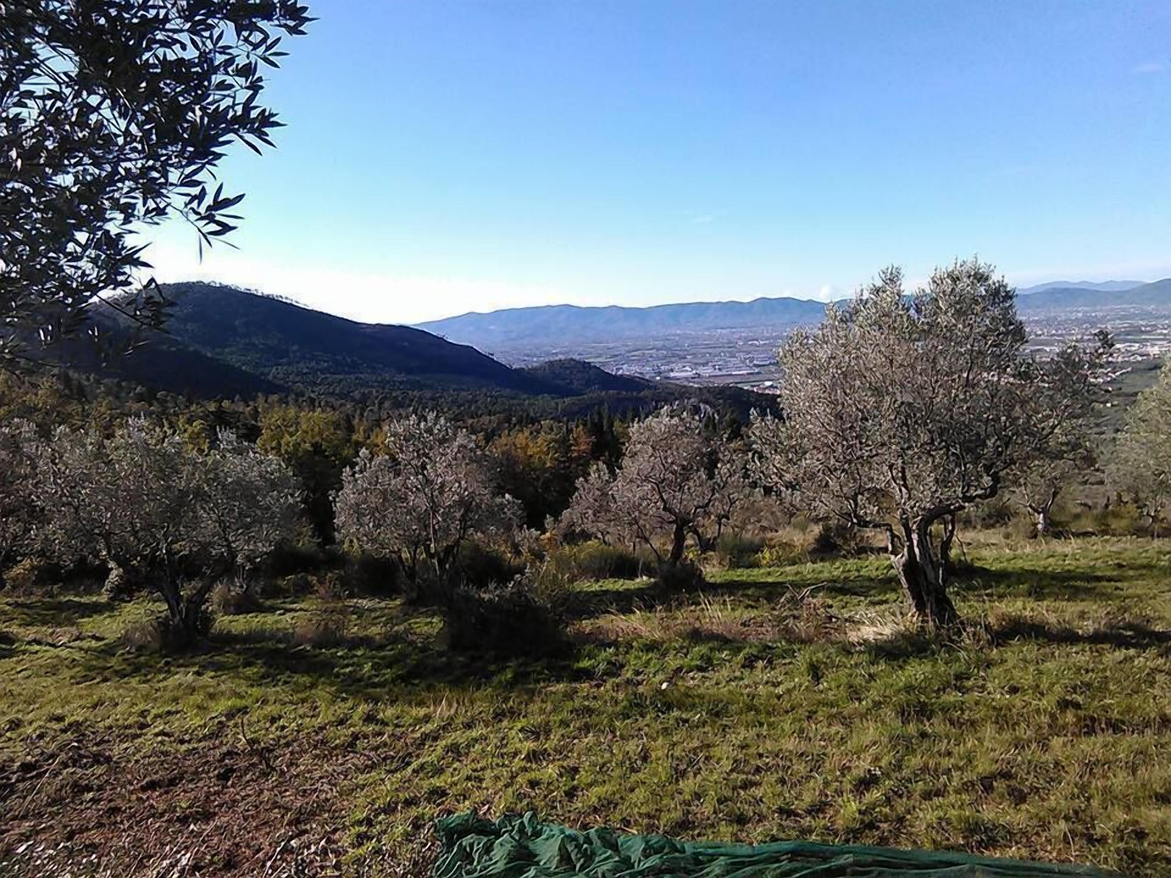 A landscape with trees and a distant view of a city.