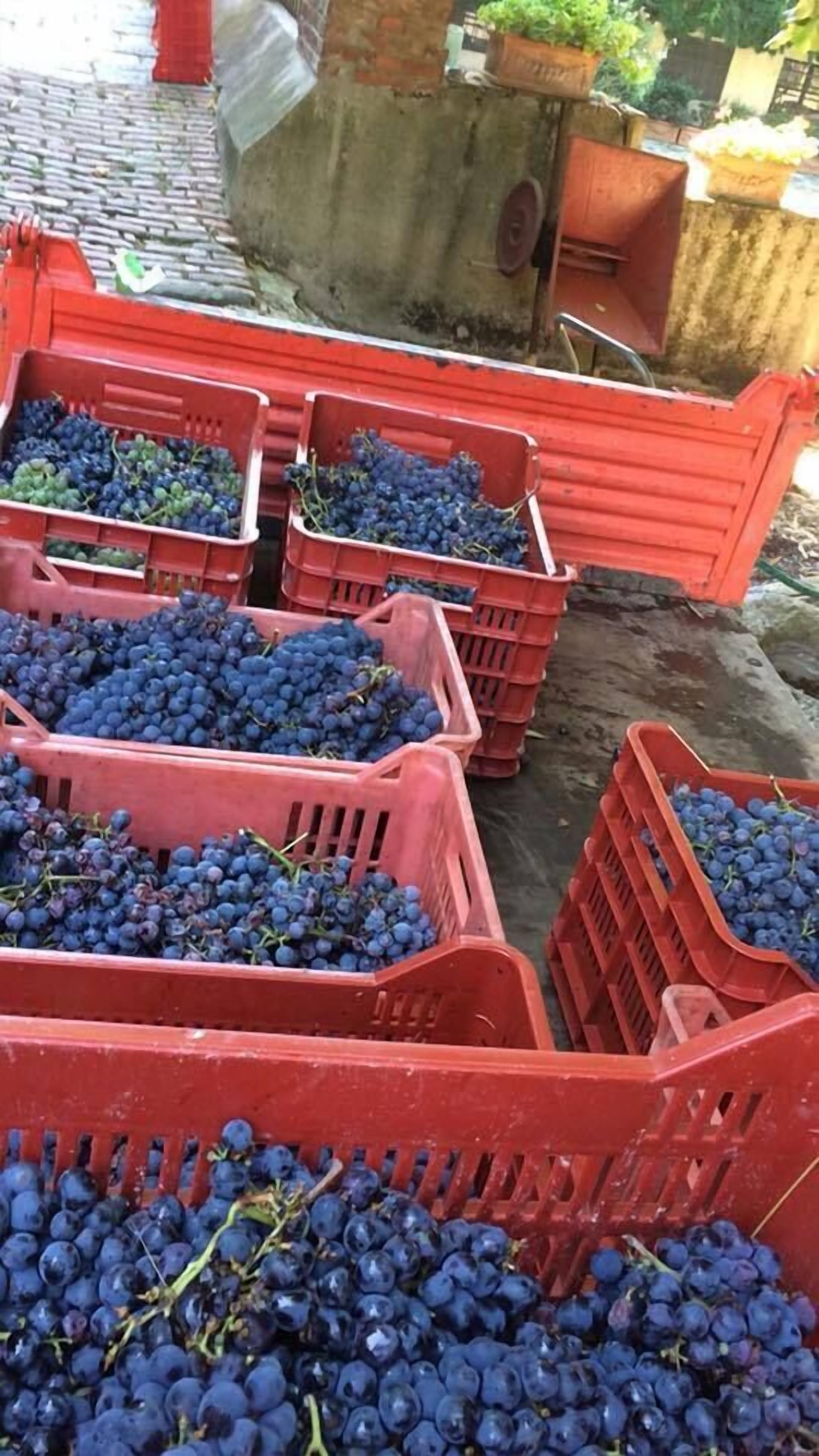 Varios cajones rojos llenos de uvas moradas oscuras.