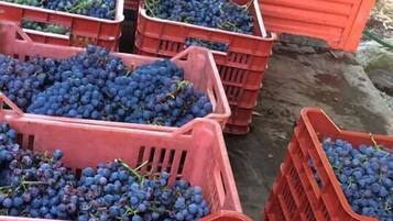 Varios cajones rojos llenos de uvas moradas oscuras.