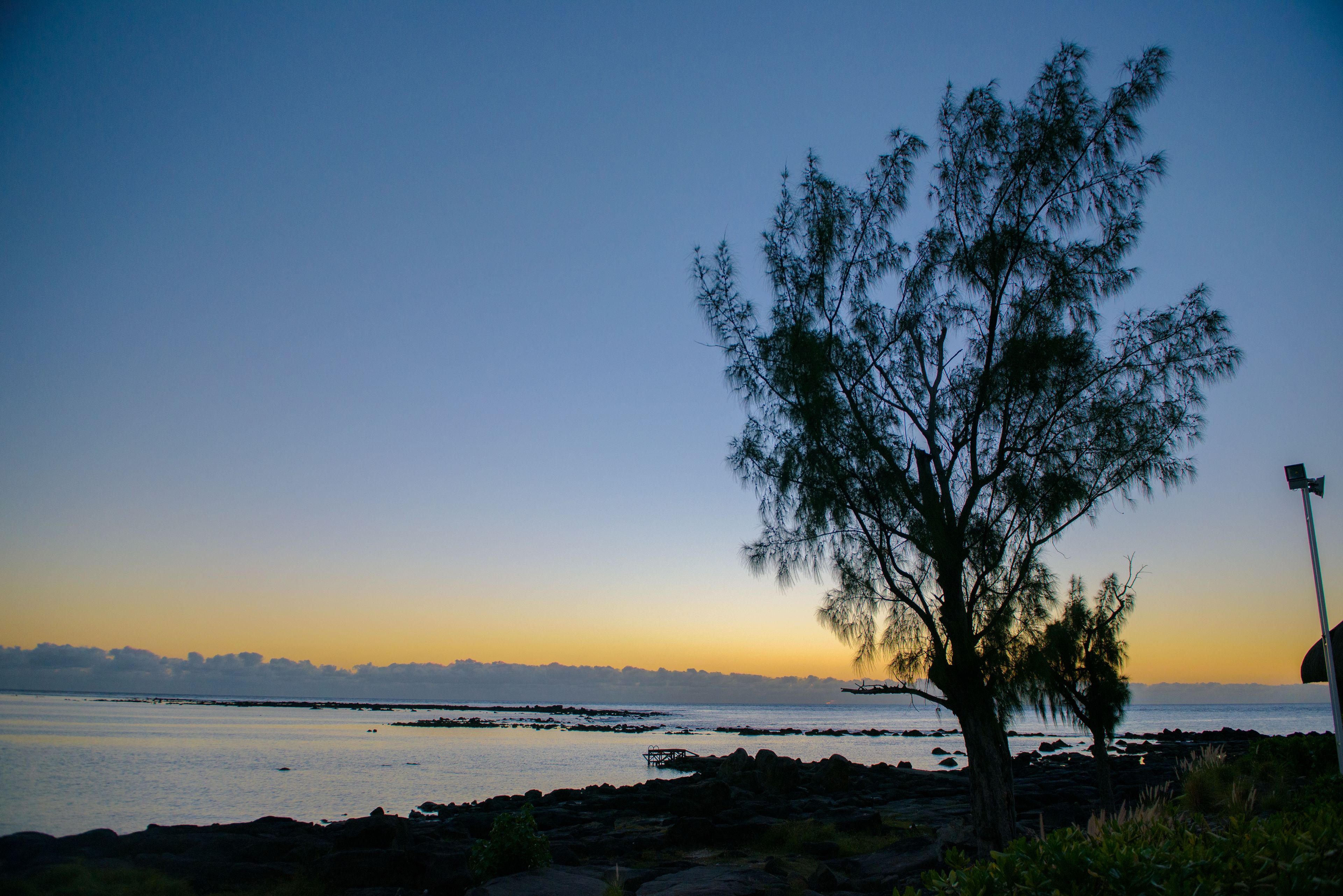 A tree by a calm body of water during sunset.