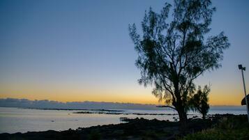 A tree by a calm body of water during sunset.