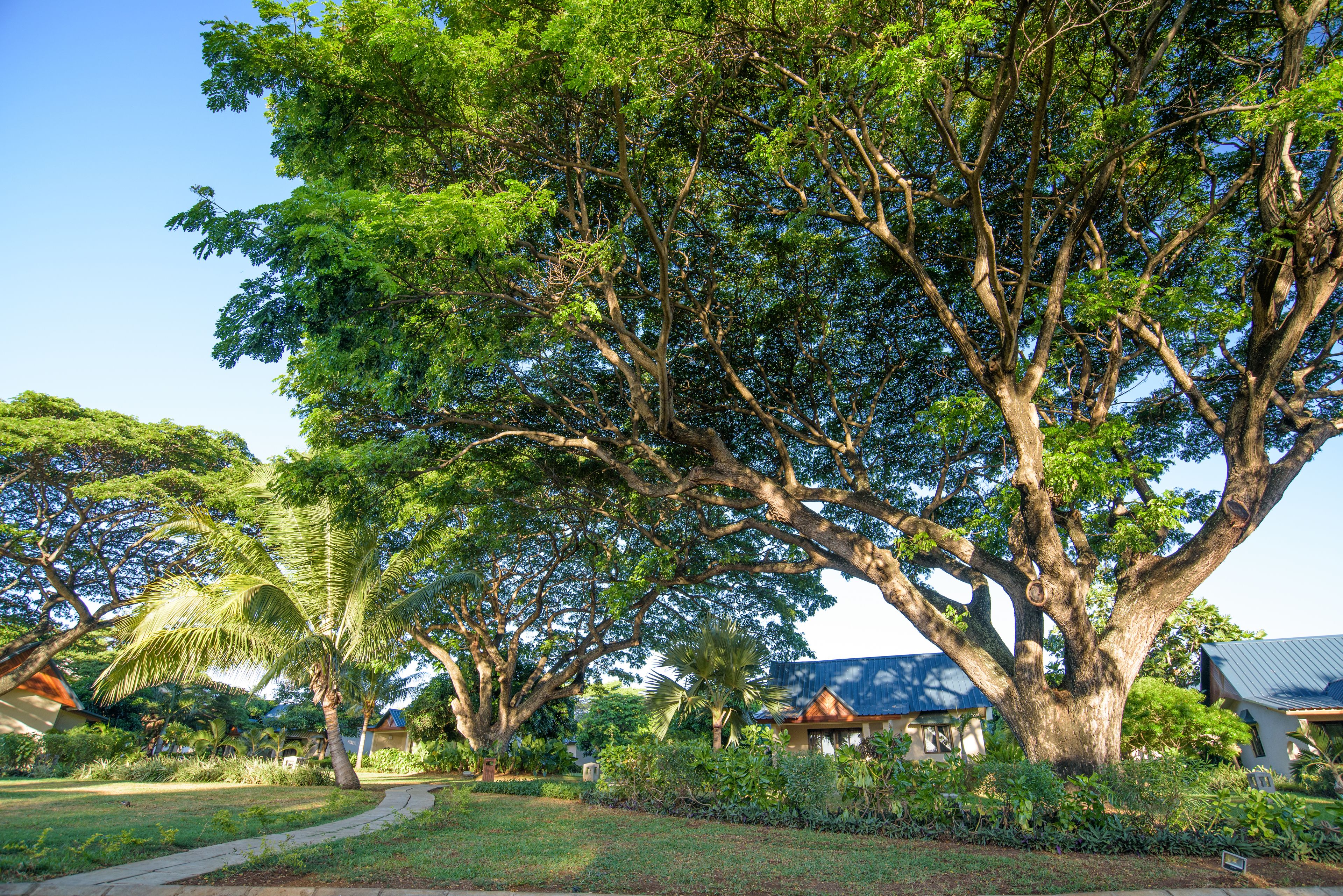 A large tree with a well-maintained lawn and a pathway leading to a building with a blue roof.