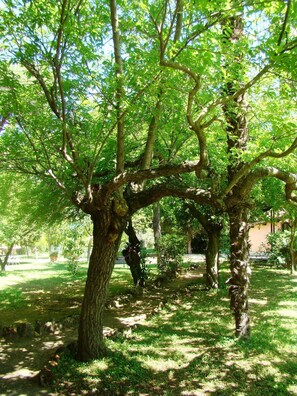 Trädgård