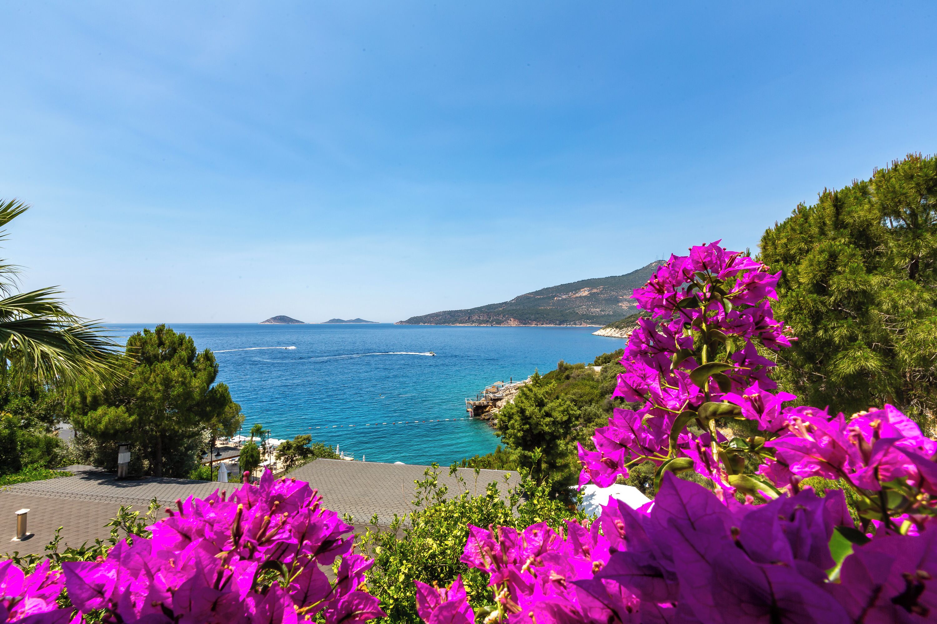 A coastal view with vibrant purple flowers in the foreground, a clear blue sea, and a mountainous backdrop.