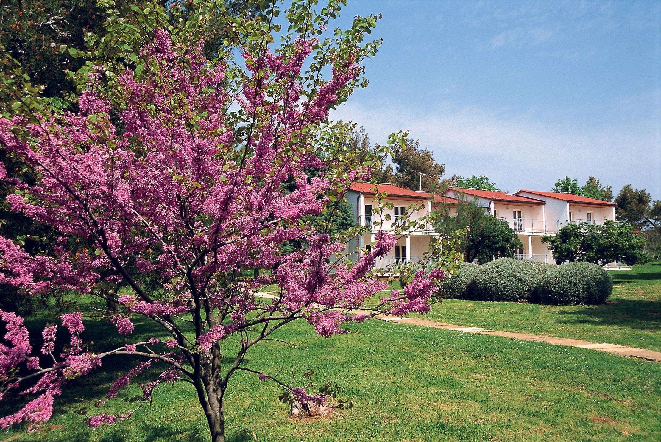 Un bâtiment avec un toit rouge et des murs blancs, entouré d’une pelouse bien entretenue et d’un arbre en fleurs.