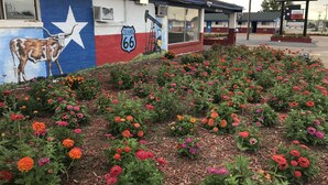 A building with a mural of a cow and a star, a sign for Shamrock Country Inn, and a Texas Route 66 sign. - Shamrock Country Inn (Shamrock)