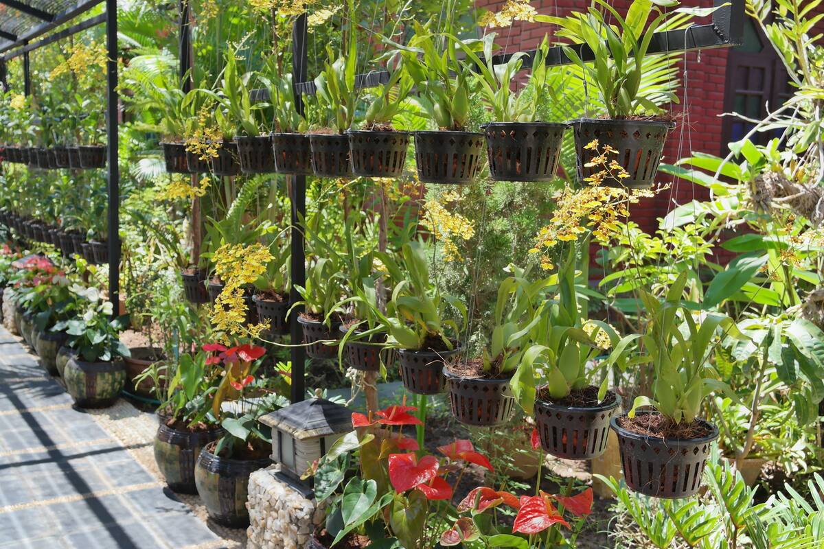 A greenhouse with various potted plants arranged on shelves and tables.