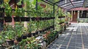 A greenhouse with various potted plants and a tiled walkway.