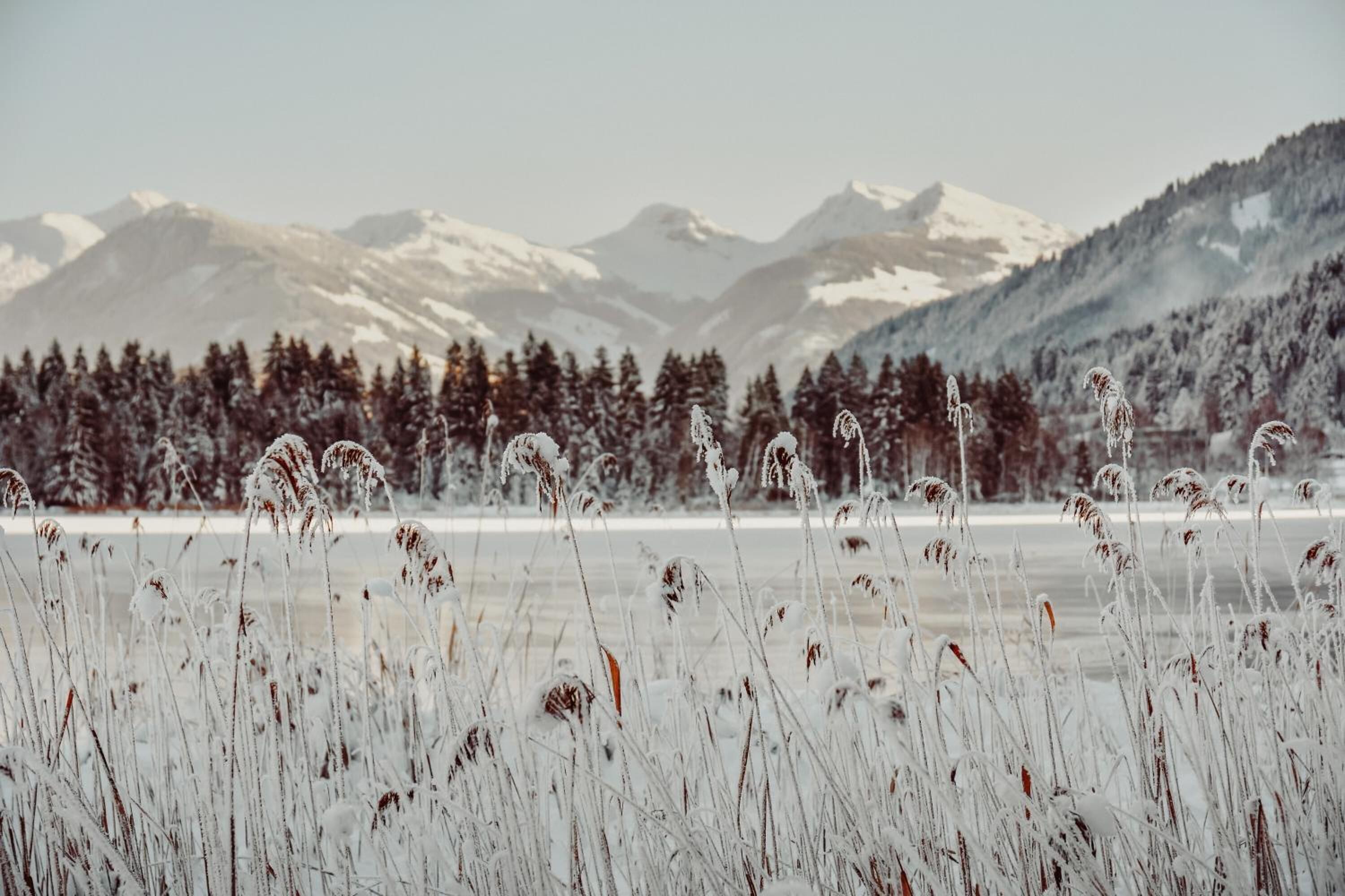 A snowy landscape with a field of tall grasses in the foreground and snow-covered mountains in the background.