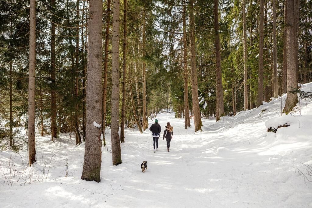 A snowy forest path with tall trees and a dog walking ahead.