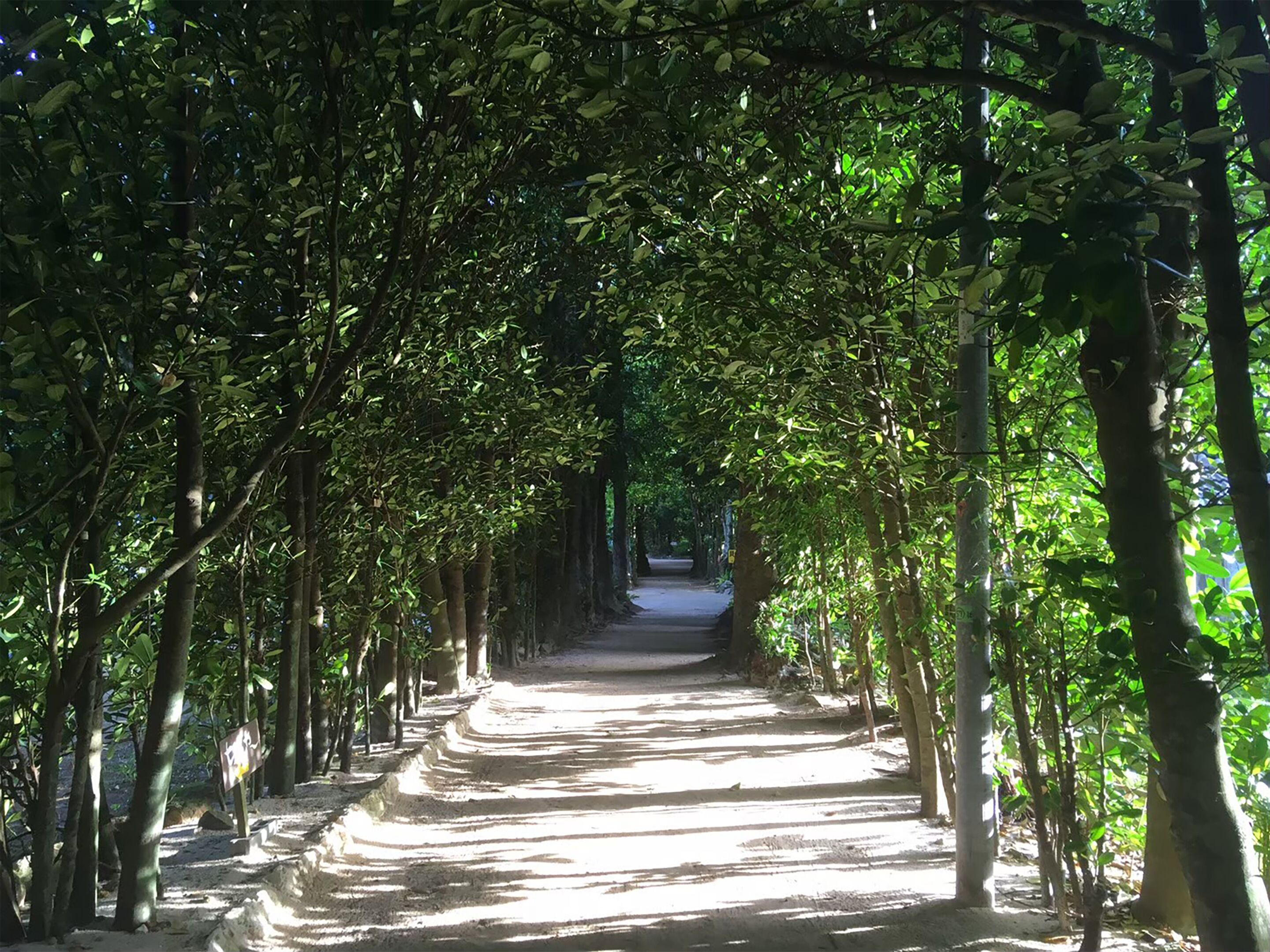 A tree-lined pathway with a clear path and a sign on the left.