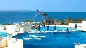 Zona de piscina con delfines actuando, cielo azul despejado y vista al océano.