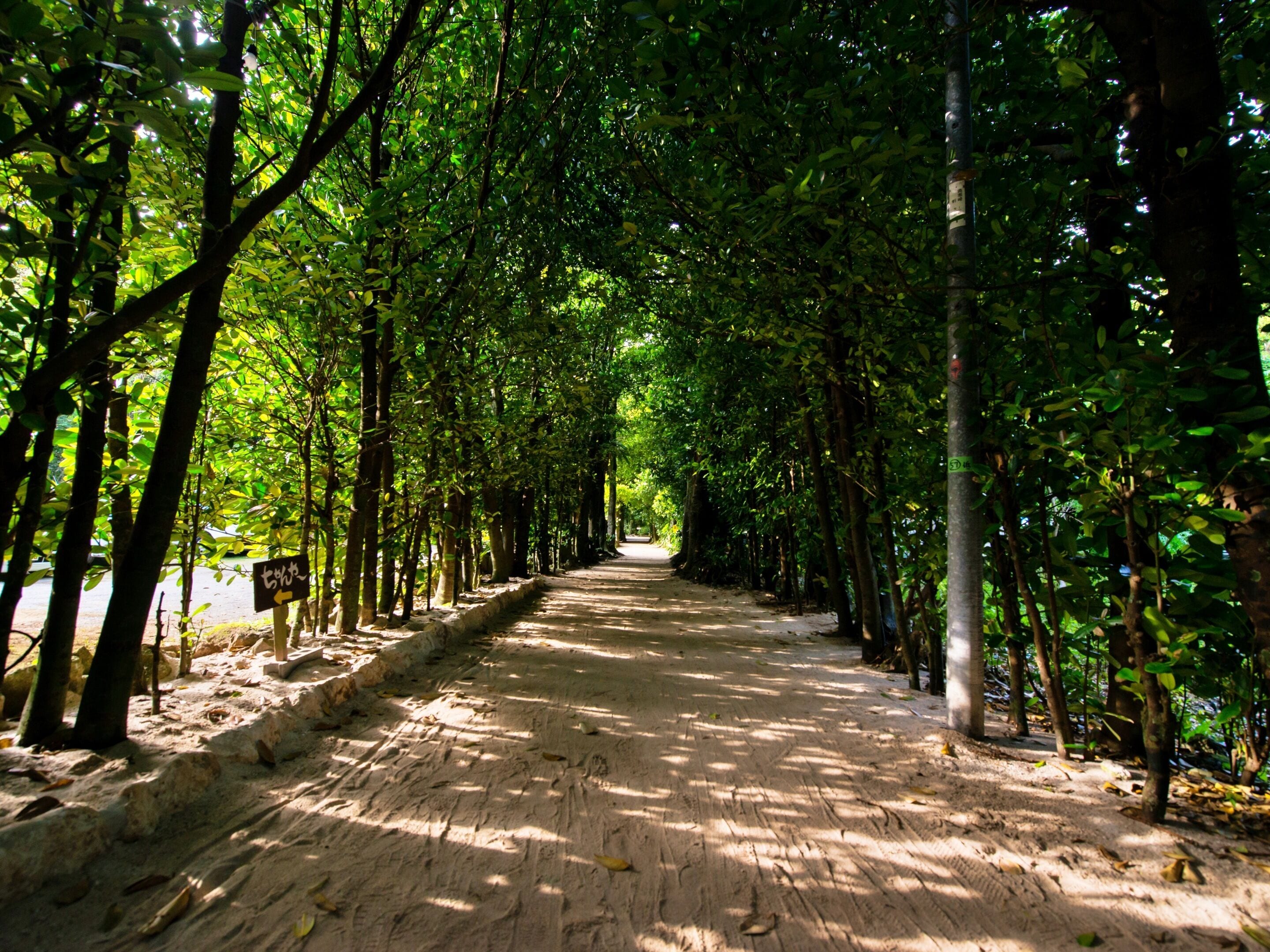 A tree-lined pathway with a sandy ground, surrounded by dense green foliage.