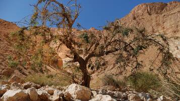A rocky landscape with a prominent tree in the foreground.