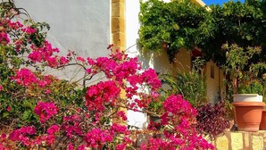 Un bâtiment doté d’un mur en pierre et orné de fleurs de bougainvillier roses.