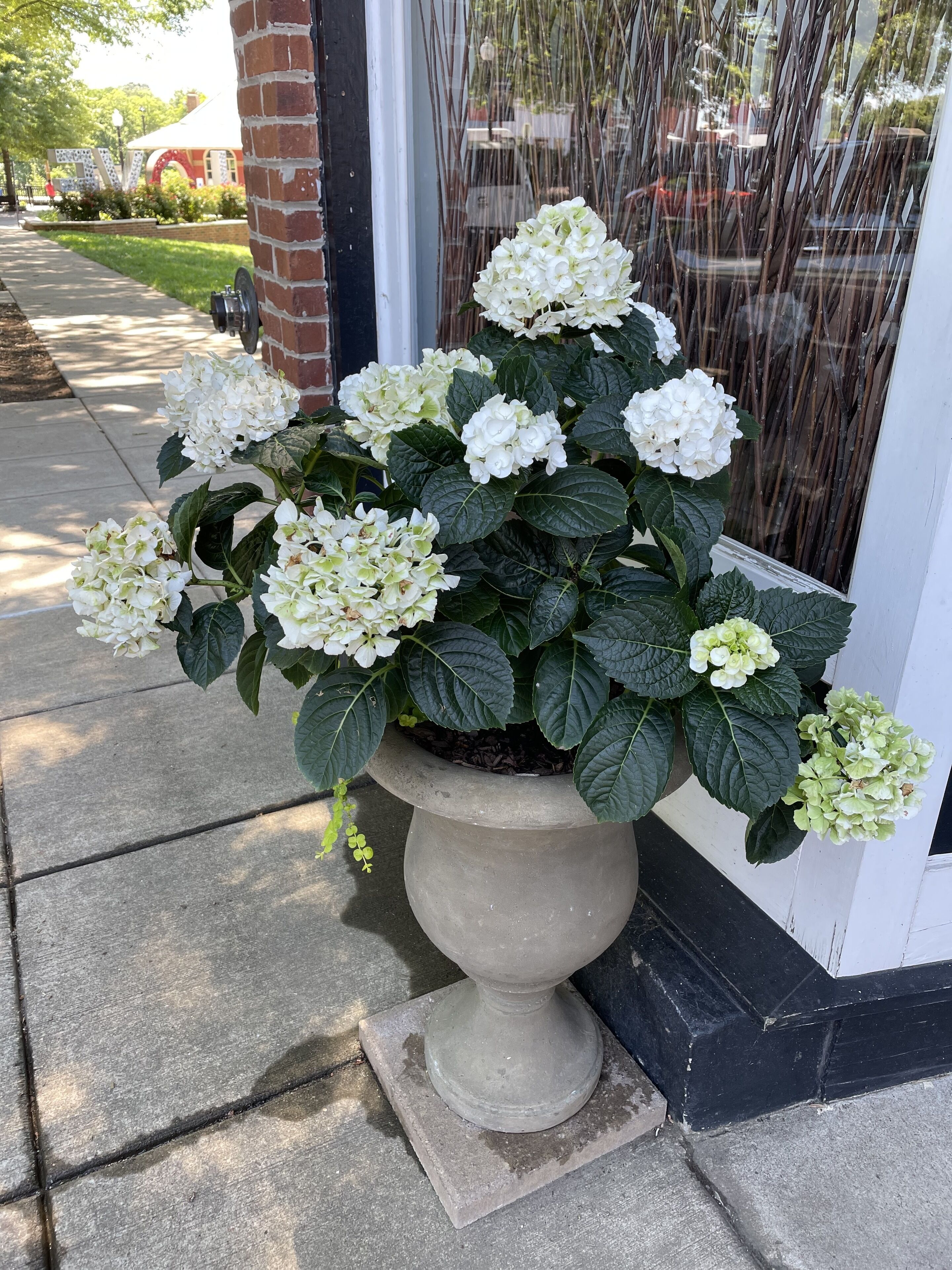 Una planta de hortensia en maceta con flores blancas frente a un edificio.