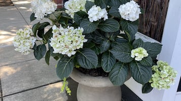 Una planta de hortensia en maceta con flores blancas frente a un edificio.