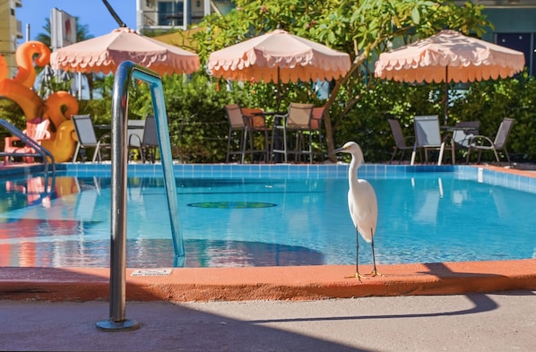 A swimming pool with a white bird standing on the edge, surrounded by lounge chairs and umbrellas.