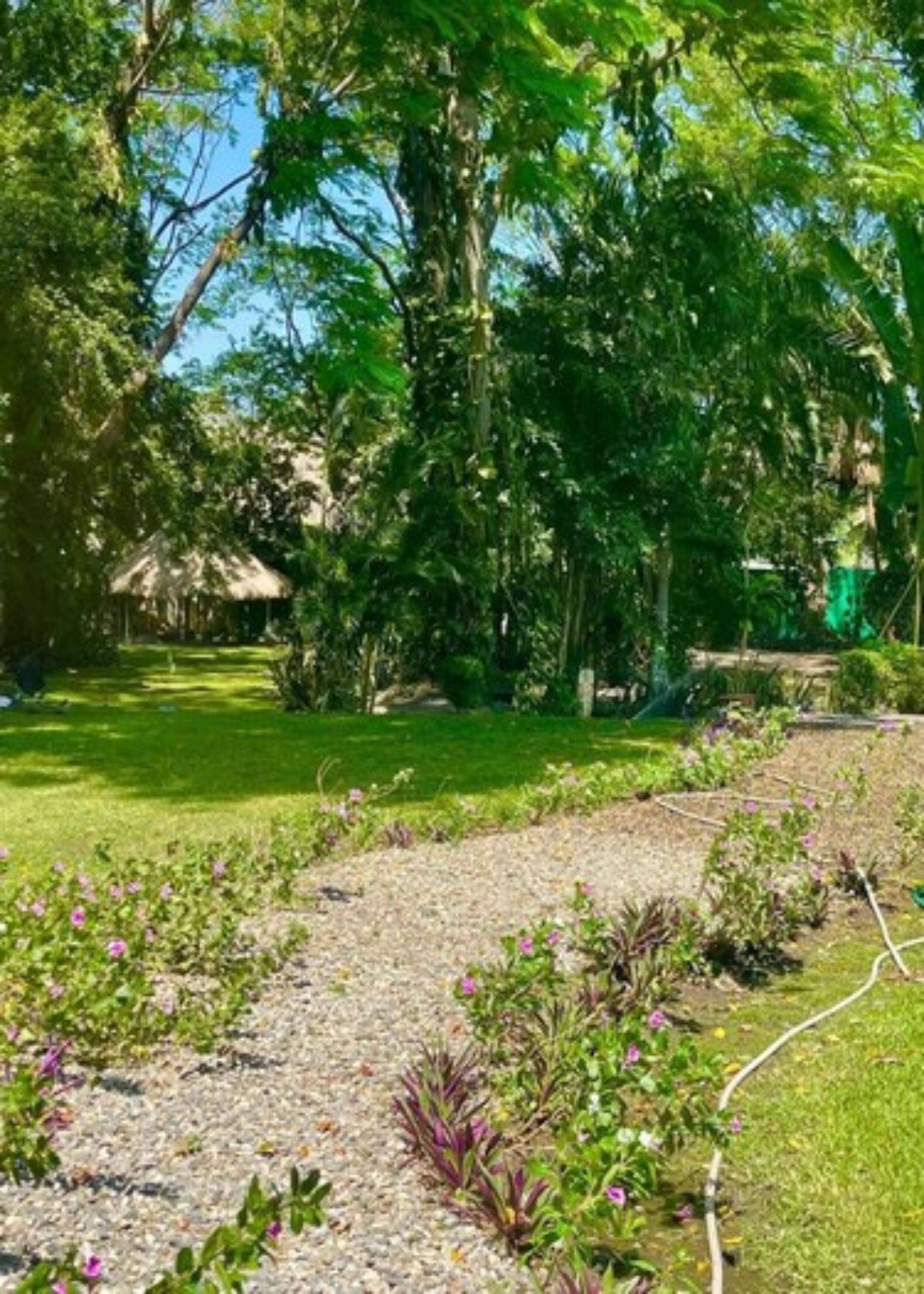 A garden with a gravel path, green grass, and various plants.