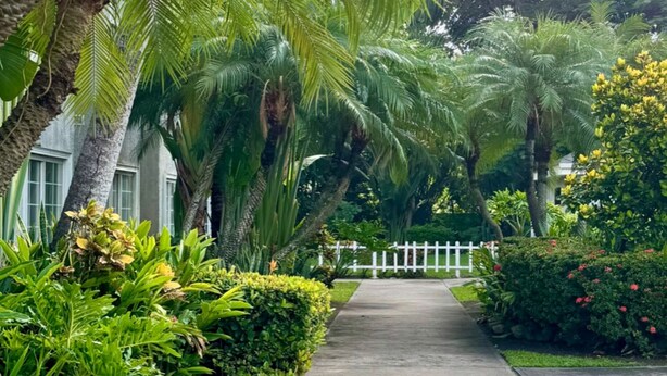 A pathway lined with palm trees and lush greenery, leading to a white fence. - Metrotel Express (San Pedro Sula)