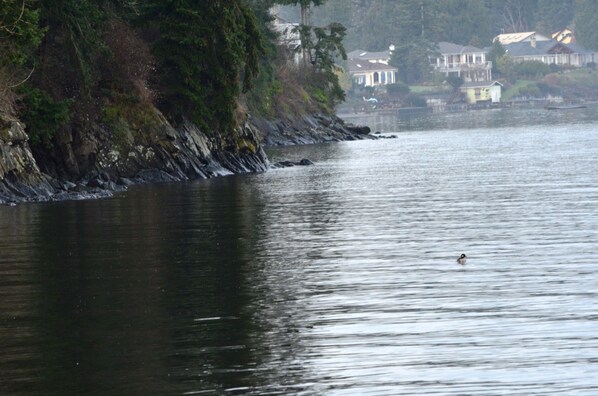 Un lago tranquilo con una casa en la orilla.