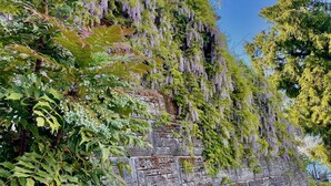 A stone wall with climbing plants and a curved road.