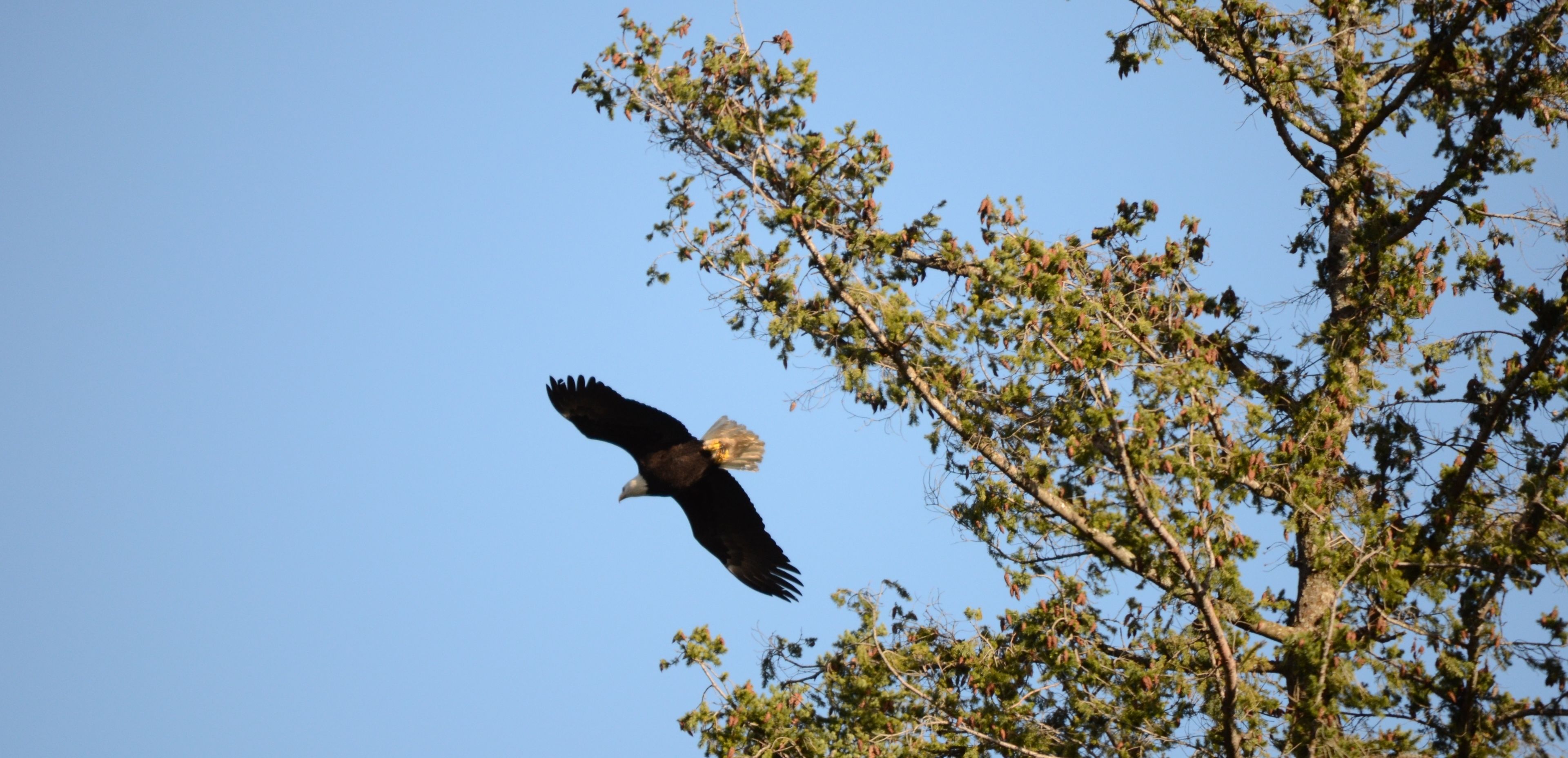 A bird in flight against a clear sky, with a tree in the foreground.
