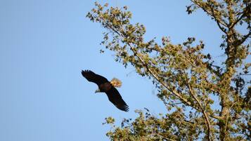 A bird in flight against a clear sky, with a tree in the foreground.