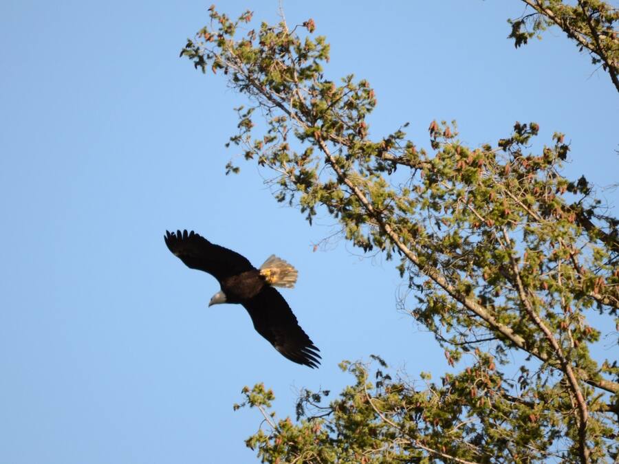 A bird in flight against a clear sky, with a tree in the foreground.