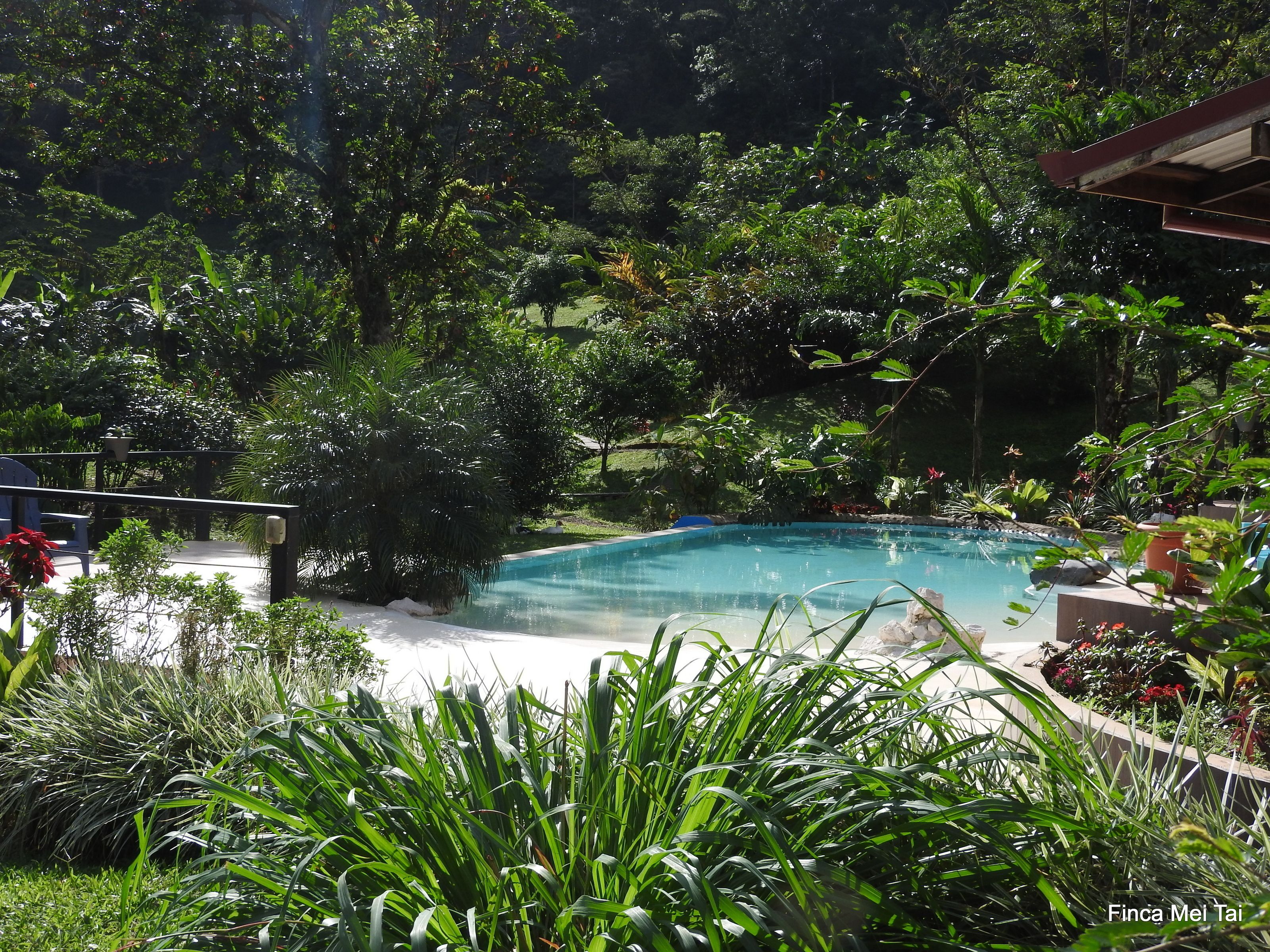 Outdoor pool, open 2:00 PM to 5:30 PM, pool loungers