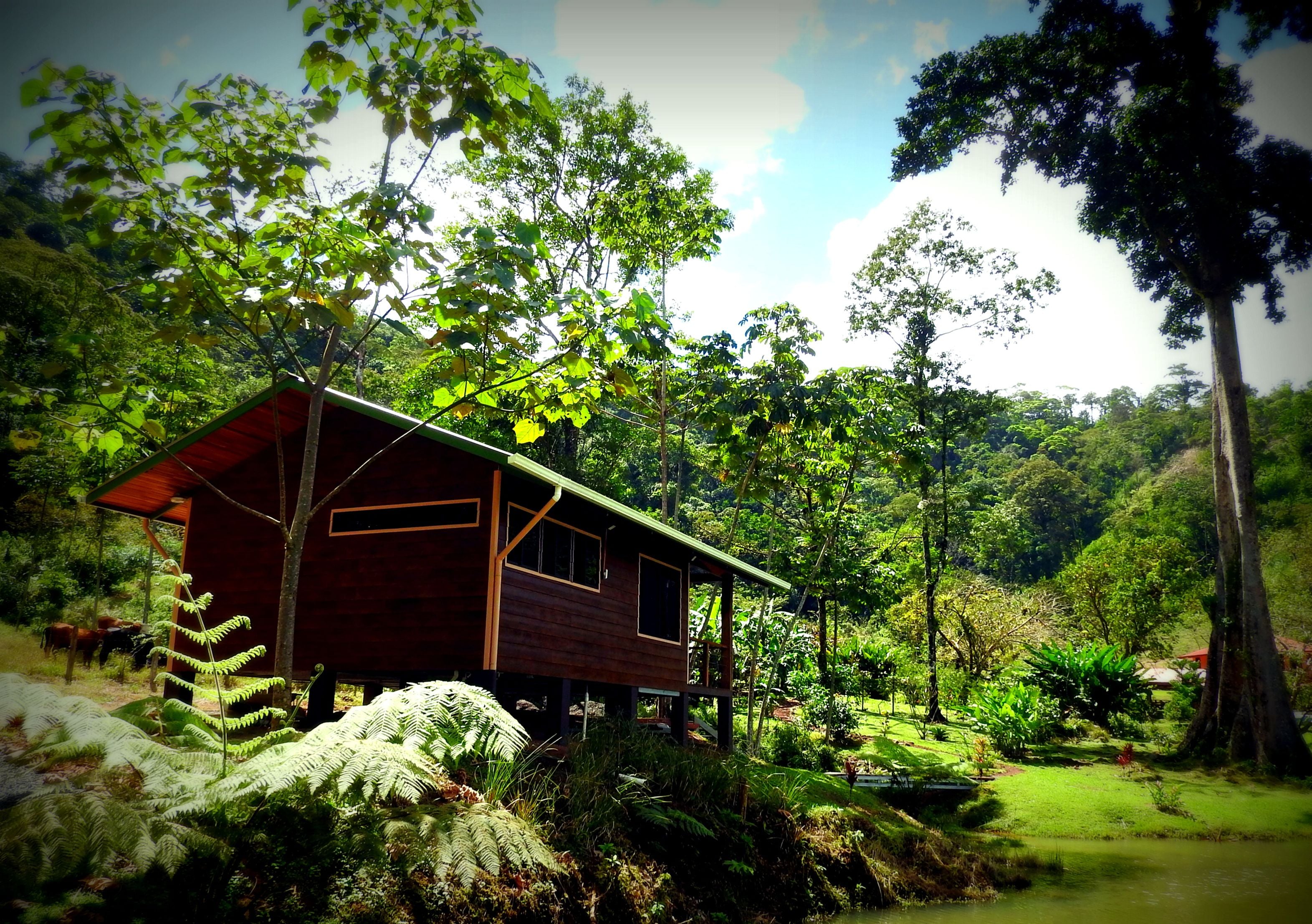 Une cabane en bois avec un toit rouge, entourée d’une végétation luxuriante et d’arbres.
