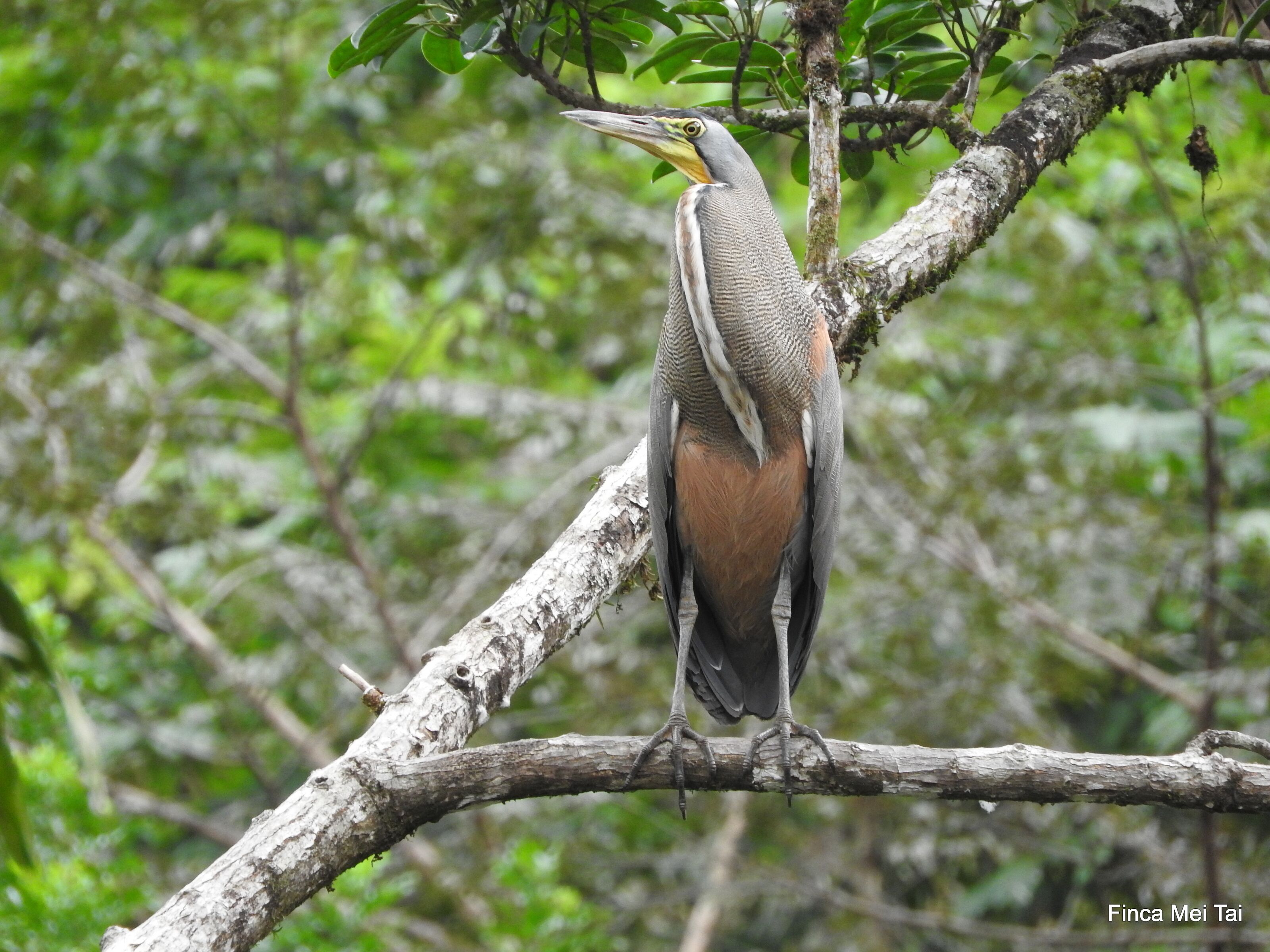 A bird perched on a tree branch.