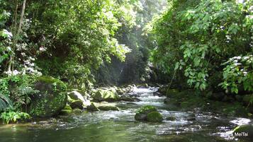 A river flowing through a forested area with rocks and dense foliage.