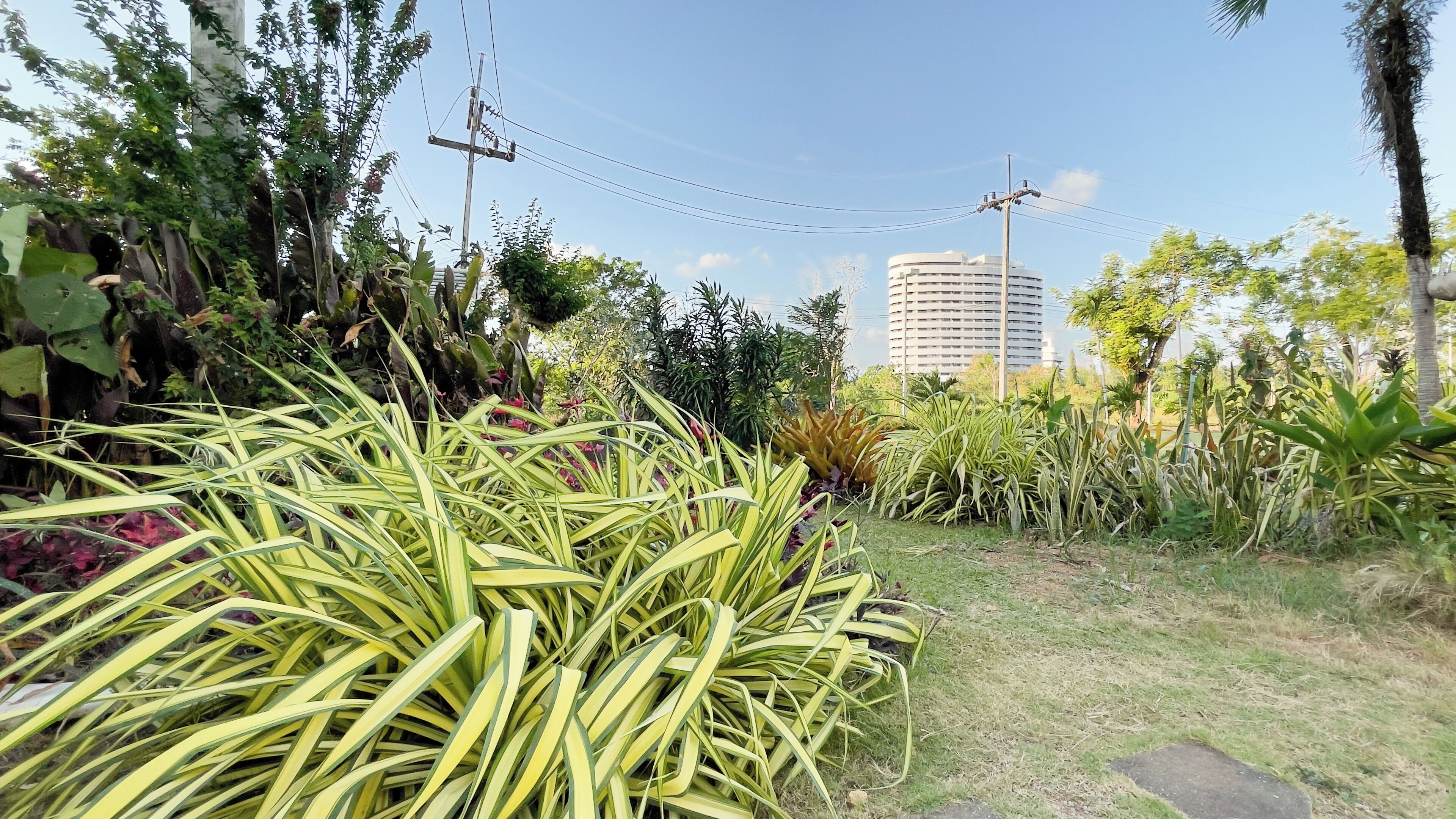 Un jardín con diversas plantas y un edificio alto al fondo.