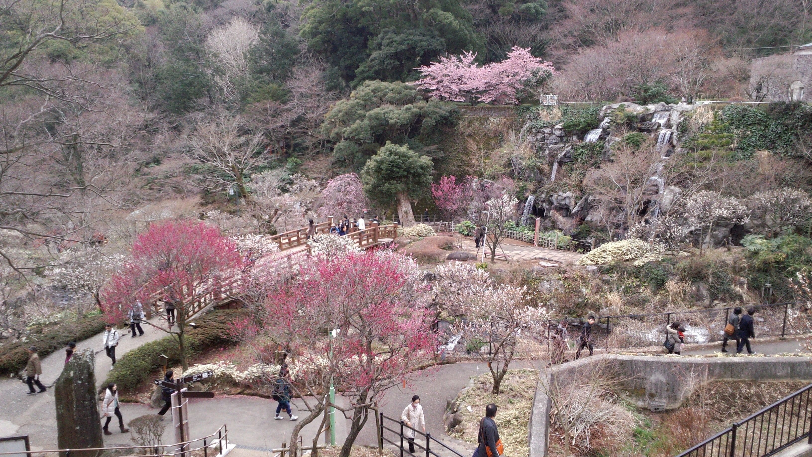 A park with walking paths, cherry blossoms, and a waterfall.