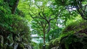 A stone pathway flanked by moss-covered rocks and lush green foliage. - TKP Hotel & Resort Lectore Hakone Gora (Hakone)