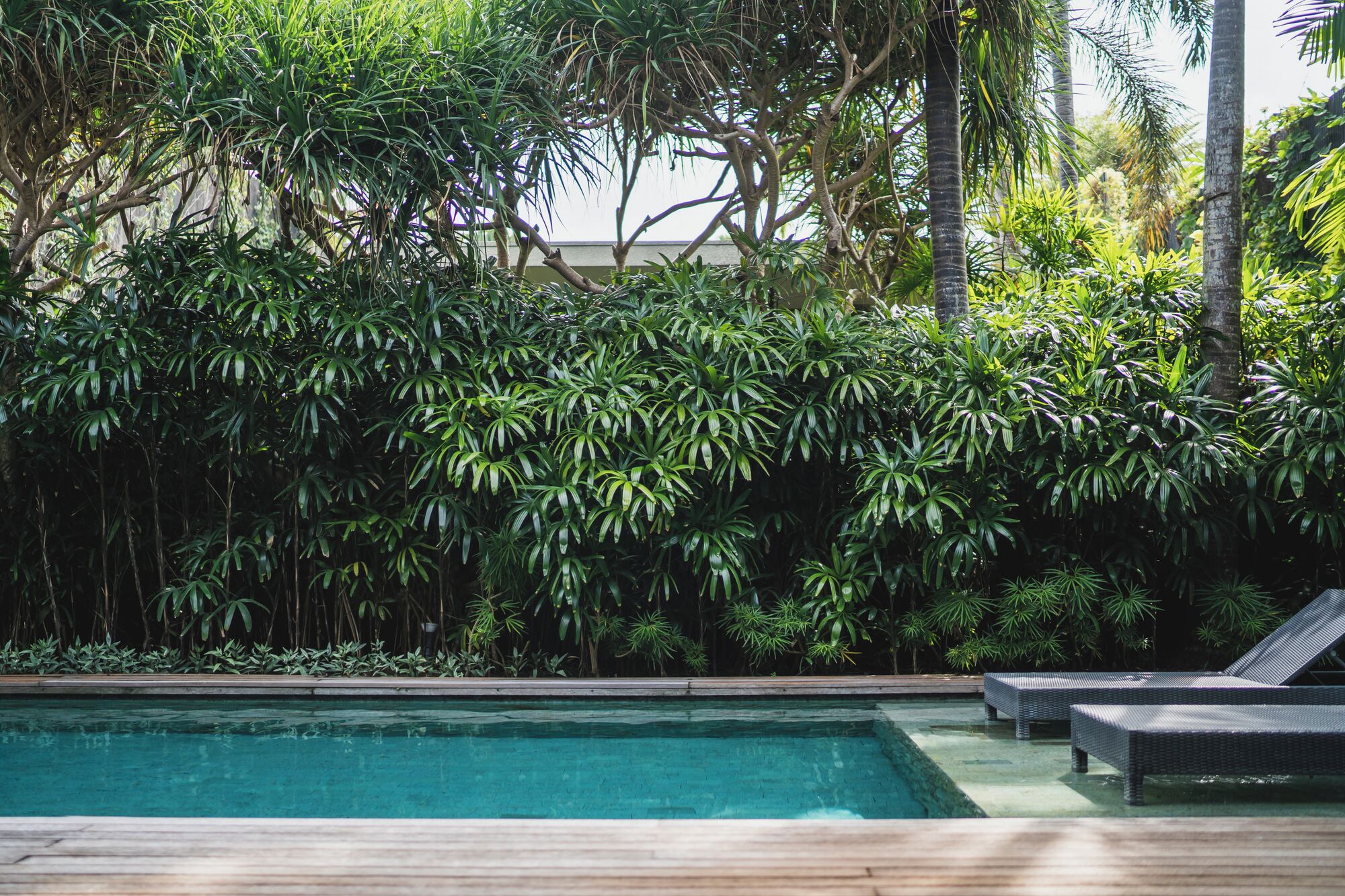 A swimming pool with a wooden deck, surrounded by lush tropical foliage.