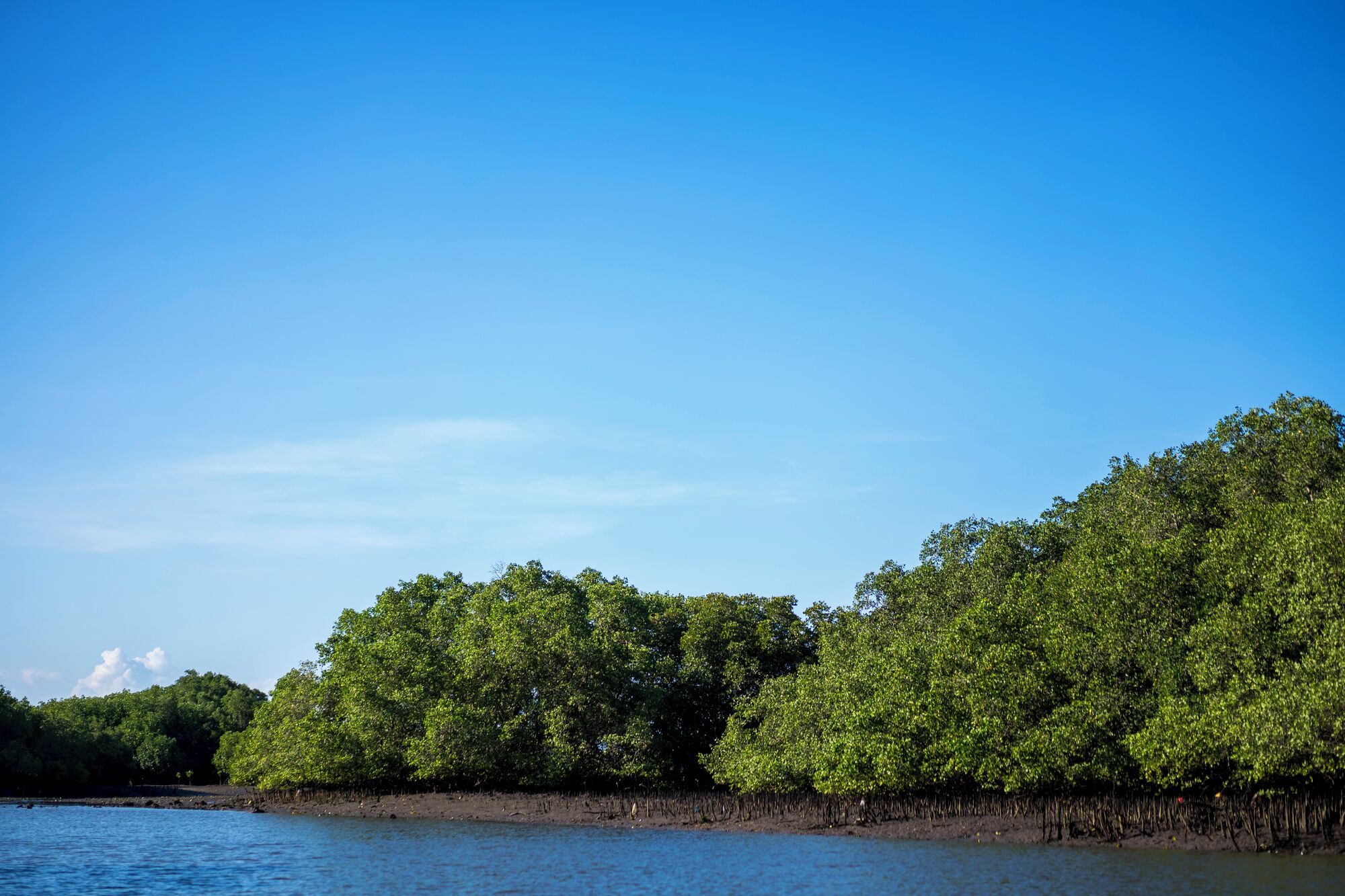 A coastal landscape with dense mangrove trees and a clear blue sky.