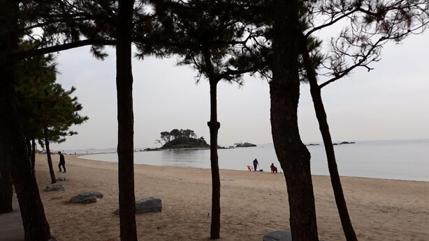 Una playa con un paseo de madera, árboles y un mar tranquilo.