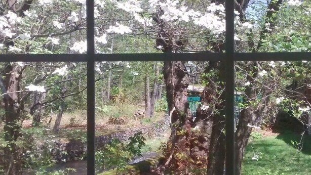 Une vue à travers une fenêtre sur une zone boisée, avec un mur de pierre et un champ d’herbe.