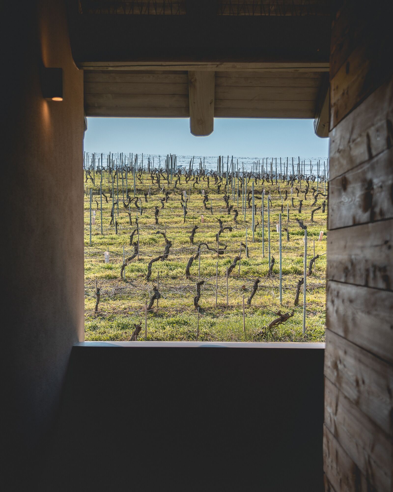 A view from a window of a vineyard with rows of grapevines.