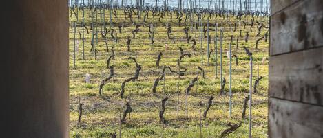 A view from a window of a vineyard with rows of grapevines.