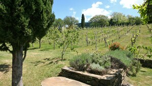 A vineyard with rows of grapevines, a stone bench, and a tree. - Villa Lo Scoiattolo (Subbiano)