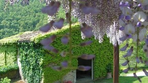 A house with a green ivy-covered exterior and a visible entrance. - Casa Uscioli (Pontassieve)