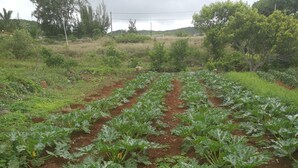 A vegetable garden with rows of plants. - Reve des Iles (Rodrigues Island)