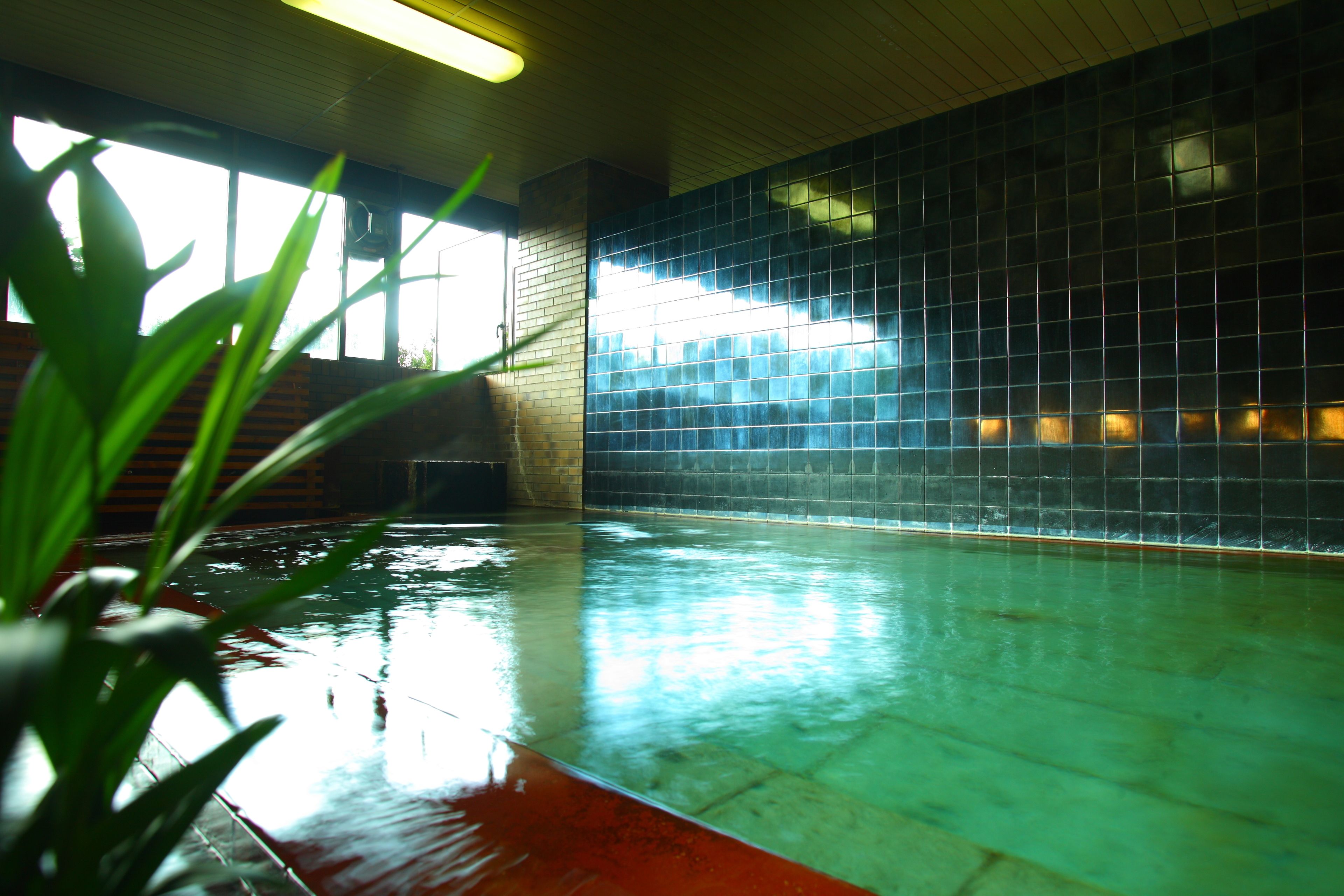Una piscina con un muro de azulejos y una planta al frente.