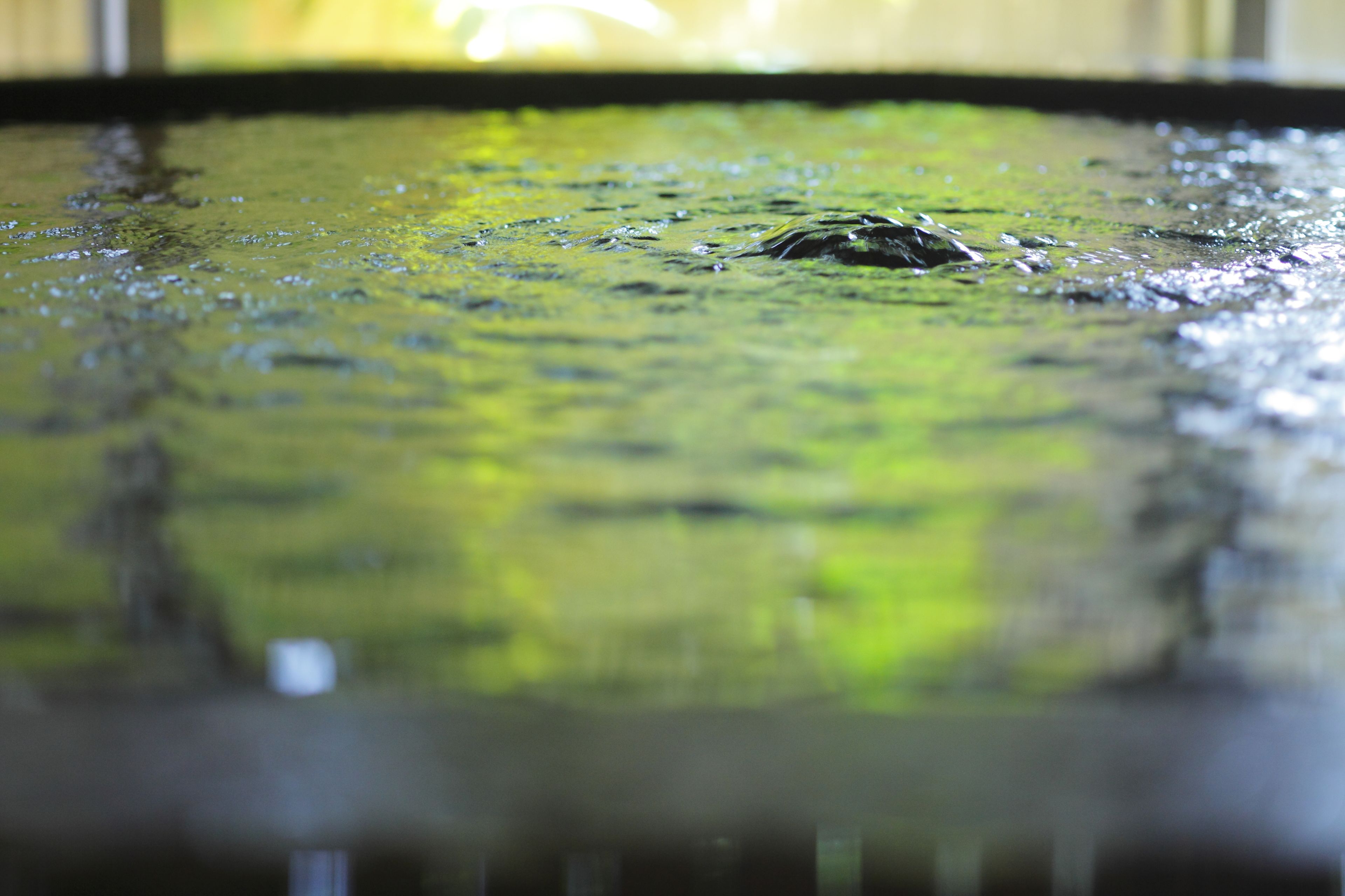 A close-up of a water surface with ripples and reflections.