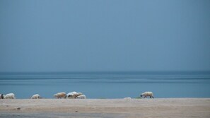 Nära stranden och fiske