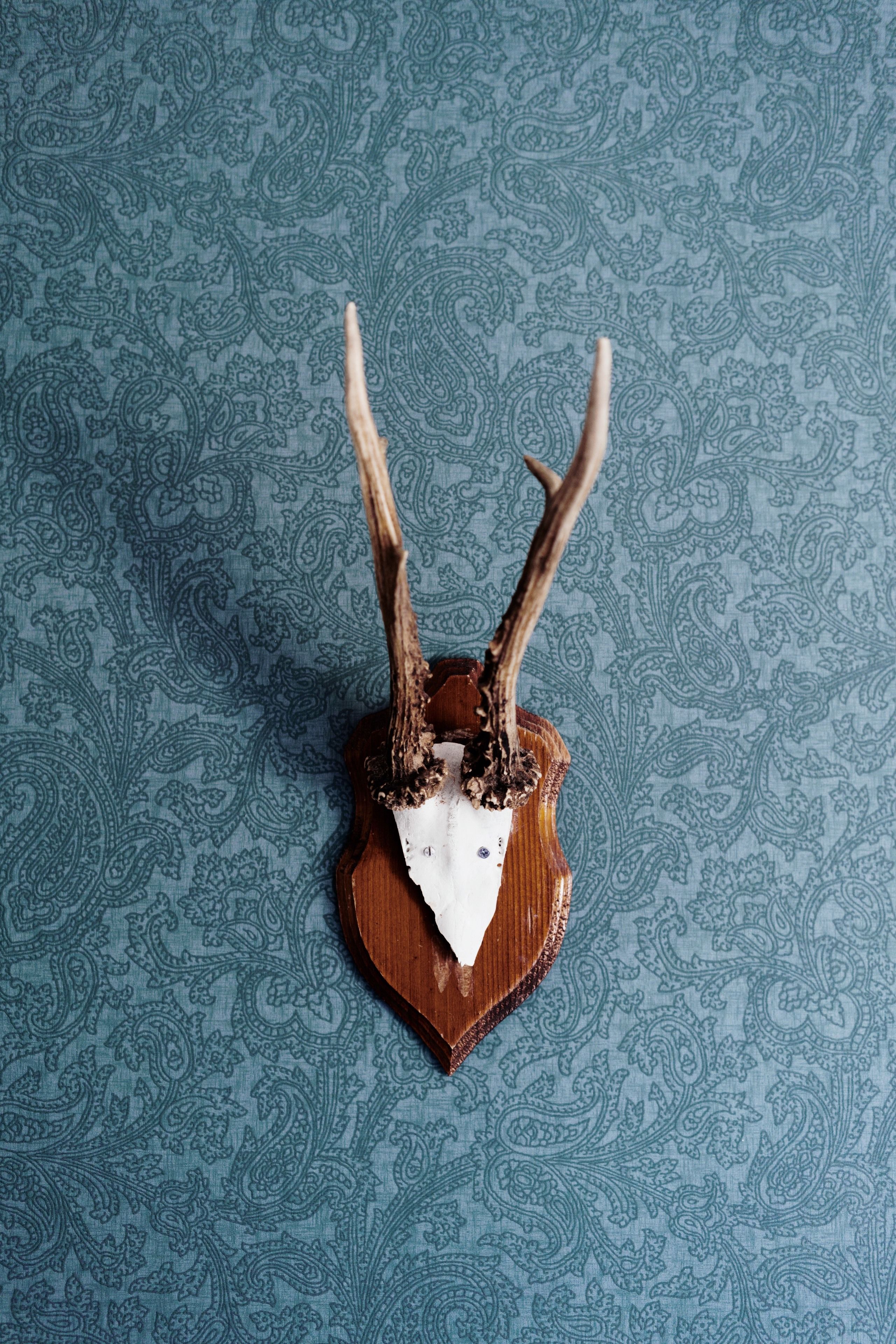 Una cabeza de venado montada sobre una base de madera contra un fondo azul estampado.