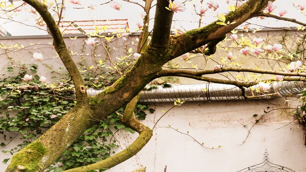A stone pathway leading to a garden with a tree and a decorative archway. - Hotel an de Marspoort (Xanten)